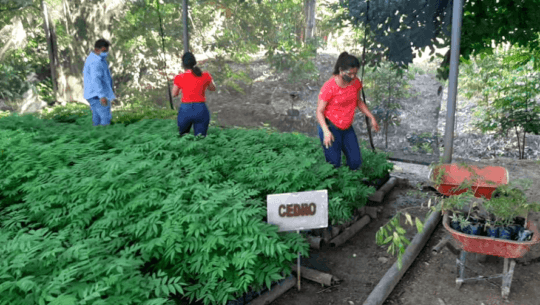 Guatemaltecos sembraron más de 6 mil árboles en bosques de Izabal en agosto de 2020