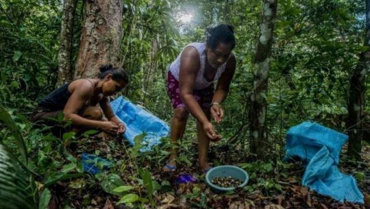 Mongabay Latam destacó a Guatemala por su conservación de la Reserva de la Biosfera Maya