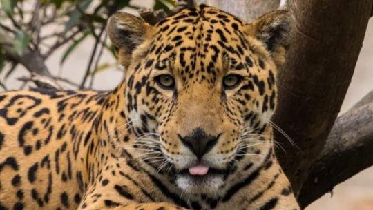 Nuevas membresías del Parque Zoológico Nacional La Aurora, 2020