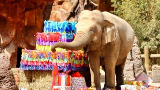 Parque Zoológico Nacional la Aurora obtuvo la acreditación Alpza Zoos