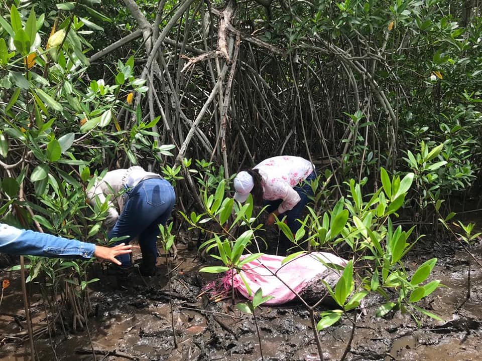 Sembraron 3,500 plantas de mangle rojo en el Parque Nacional Sipacate Naranjo 2020