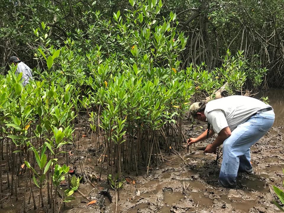 Sembraron 3,500 plantas de mangle rojo en el Parque Nacional Sipacate Naranjo