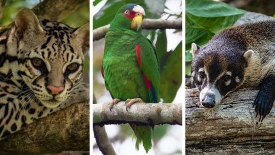 conap-liberara-70-animales-silvestres-parque-nacional-yaxha-nakum-naranjo-peten