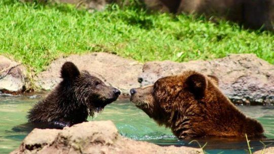 Koda, el nuevo nombre del osezno del Zoológico La Aurora