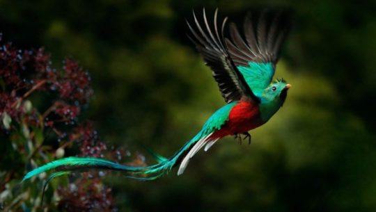 impresionante-cantidad-tonalidades-tienen-plumas-quetzal