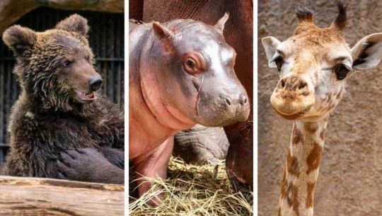 paquetes-apadrinamiento-adoptar-animal-zoologico-la-aurora-guatemala
