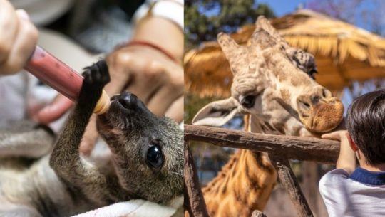 Zoológico La Aurora solicita ayuda