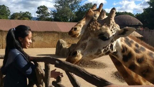 guatemaltecos-pueden-donar-mangueras-periodicos-zoologico-la-aurora-ciudad-guatemala