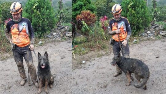 Brigada Canina de rescate k9 SAR ayudó en las tareas de búsqueda en Alta Verapaz