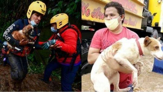 Centros de acopio donde los guatemaltecos pueden donar comida para las mascotas