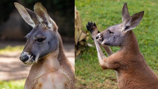 Pareja de canguros rojos se integraron a la familia de animales del Zoológico La Aurora