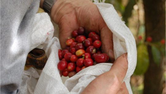 Regiones de Guatemala que producen café