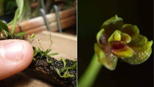 Una de las 5 orquídeas más pequeñas del mundo es de Cobán, Guatemala