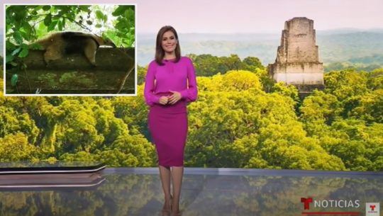 arcas-destacado-telemundo-hospital-salva-animales-silvestres