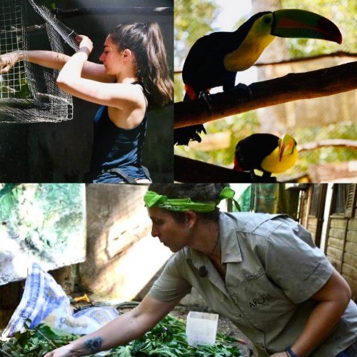 arcas-destacado-telemundo-hospital-salva-animales-silvestres-vida-guatemala-peten