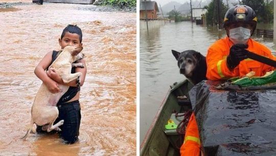 depresion-tropical-eta-guatemaltecos-rescatado-animales-inundaciones
