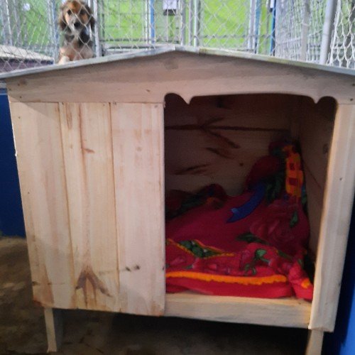 guatemalteca-hizo-donativo-mascotas-albergue-mixco-casitas-perritos-comida-concentrado-gatos