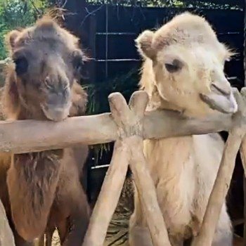 nuevos-camellos-viven-zoologico-aurora-ciudad-guatemala-integrantes-instalaciones