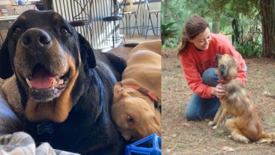 Animal Aware, la organización que rescata animales en condición de calle en Guatemala