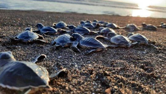 CONAP liberó 58 neonatos de tortuga marina Verde en playas del Pacífico