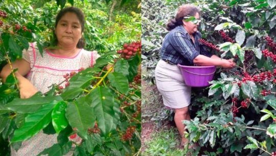 Infobae destacó a Elvia Monzón, la guatemalteca que abrió paso a mujeres en cultivo de café