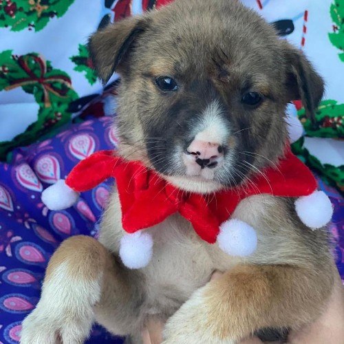 convocatoria-adopcion-mascotas-grupo-animalista-ayudando-huellitas-guatemala-ferias-adopciones-informacion