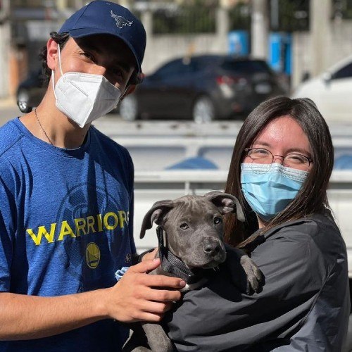 convocatoria-adopcion-mascotas-grupo-animalista-ayudando-huellitas-guatemala-requistos-pagos