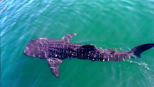 Avistamiento de tiburón ballena en las costas de Sipacate, Guatemala 2021