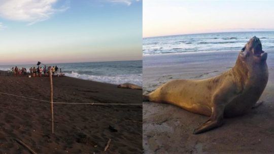CONAP compartió fotografías del avistamiento de un elefante marino en Chiquimulilla