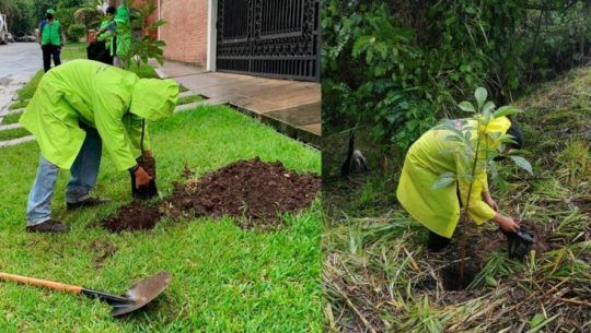 Centros de acopio donde puedes llevar tus árboles de Navidad y transformarlos en abono