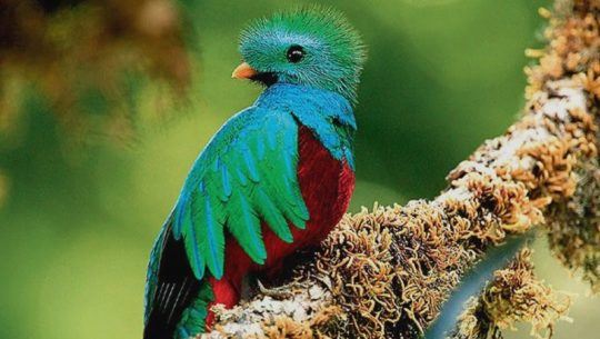 Las 5 especies que existen del Quetzal