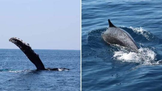 Viaje de avistamiento de ballenas en playa Las Lisas, Santa Rosa Enero 2021 (2)