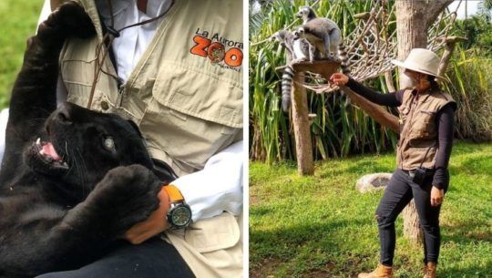 convocatoria-guatemaltecos-quieran-ser-voluntarios-zoologico-aurora
