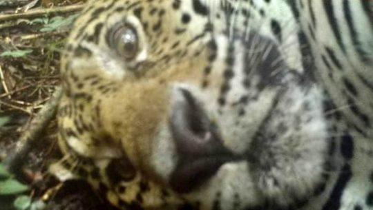 Cámaras trampa captaron curiosas fotografías de jaguares en Petén