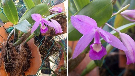 fotos-orquideas-moradas-candelaria-florecen-guatemala