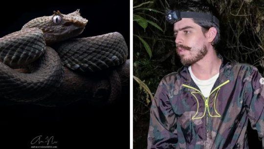 guatemalteco-andres-novales-fotografio-vibora-pestanas-izabal