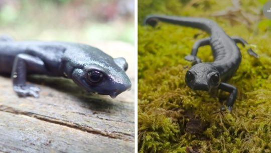 Guatemaltecos de la UVG encontraron nueva especie de salamandra en Alta Verapaz