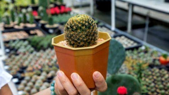 Exposición de cactus y suculentas en Quetzaltenango Mayo 2021 (1)