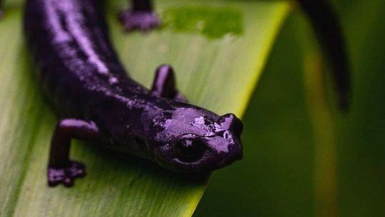 Fotos de la Bolitoglossa qeqom, la nueva especie de salamandra descubierta en Guatemala 1