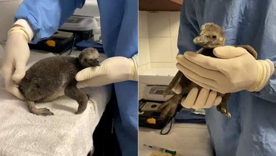 Fotos y videos del nuevo bebé pingüino nacido en el Zoológico La Aurora