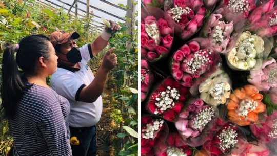 Miles de docenas de rosas de floricultores sanjuaneros serán exportadas a Estados Unidos
