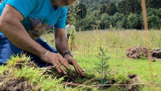 Plantemos inauguró proyecto Bosque Bicentenario plantando 20,000 árboles.