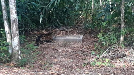 Bióloga guatemalteca grabó a jaguar bebiendo agua en el Parque Nacional Tikal, Petén