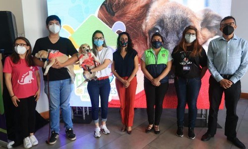 Guatemaltecos podrán participar en feria de adopción de mascotas