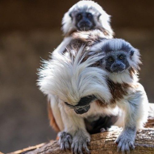 animales del zoológico la aurora
