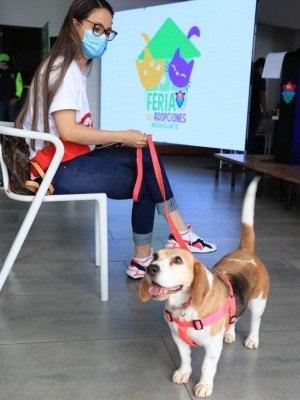 feria de adopcion de mascotas municipalidad de guatemala 2021+
