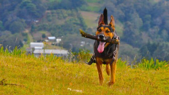 Hobbitenango lugar para llevar a pasear a perros Guatemala