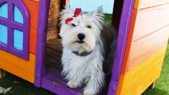 Hoteles en donde puedes hospedar a tu mascota en Ciudad de Guatemala