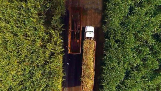 Ingenios azucareros de Guatemala contribuyeron a la generación de energía con biomasa de caña