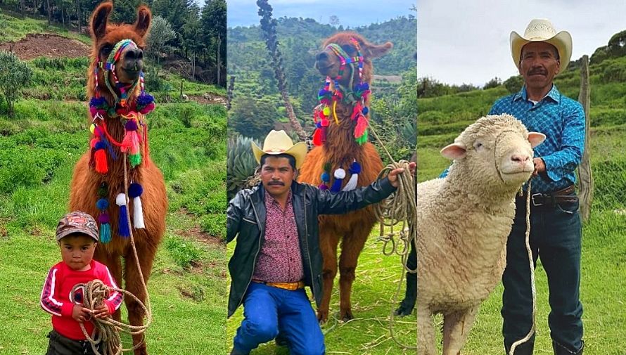La familia originaria de Huehuetenango que se dedica a la cría de llamas y ovejas desde hace más de 40 años